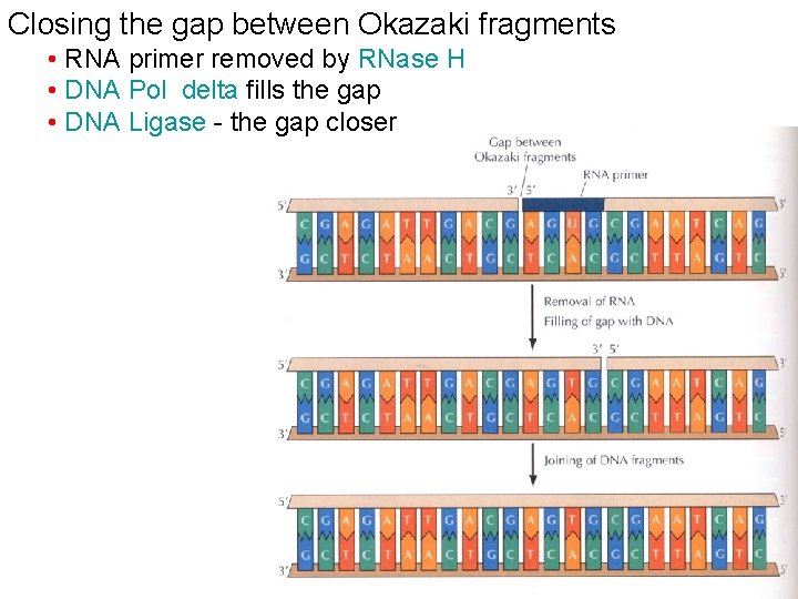Closing the gap between Okazaki fragments • RNA primer removed by RNase H •
