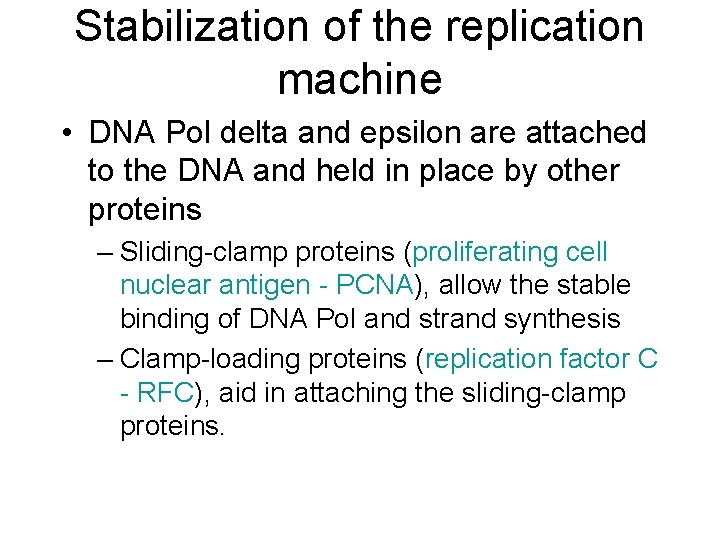 Stabilization of the replication machine • DNA Pol delta and epsilon are attached to