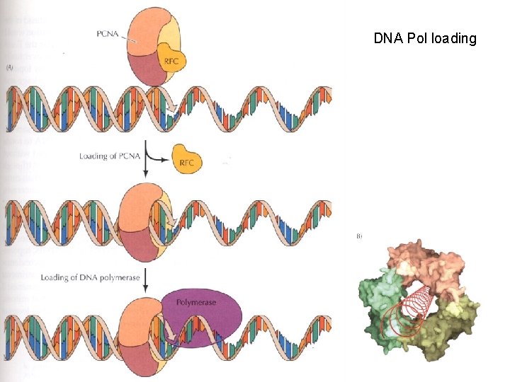 DNA Pol loading 