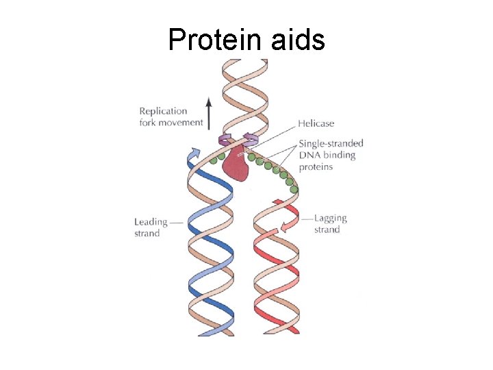 Protein aids 