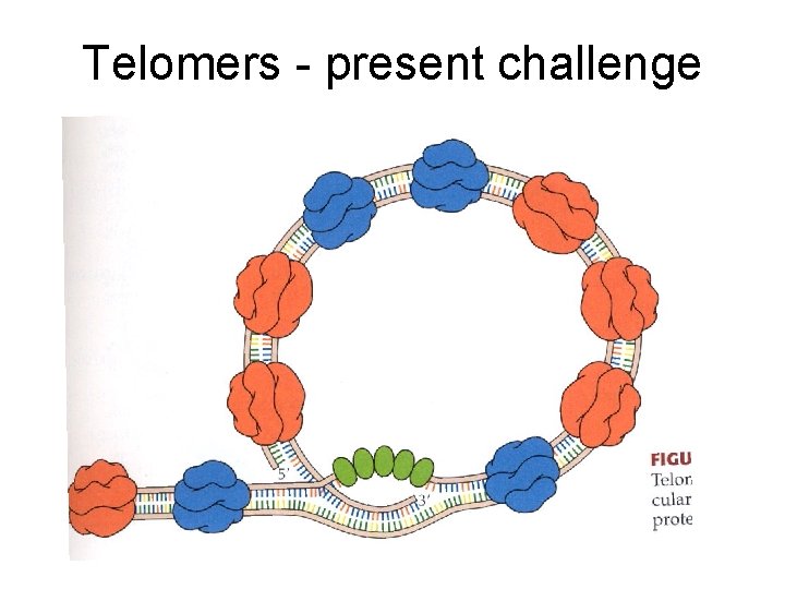 Telomers - present challenge 