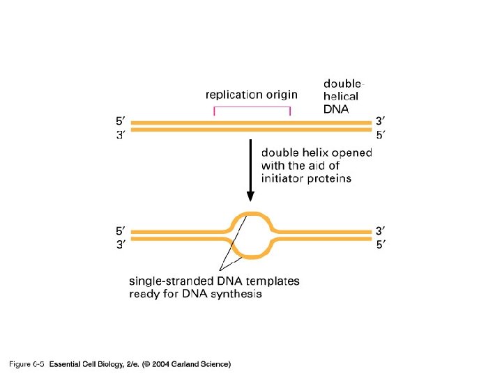 06_05_replic. origin. jpg 