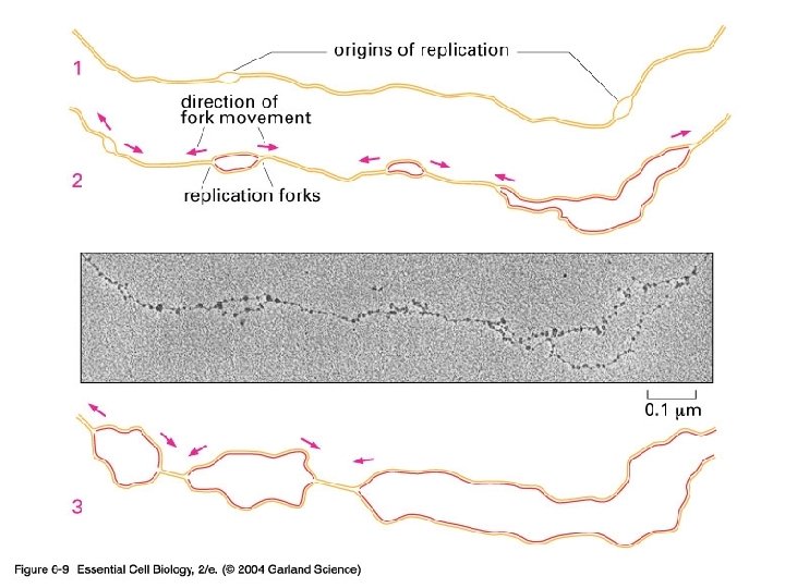 06_09_Replic. forks. jpg 