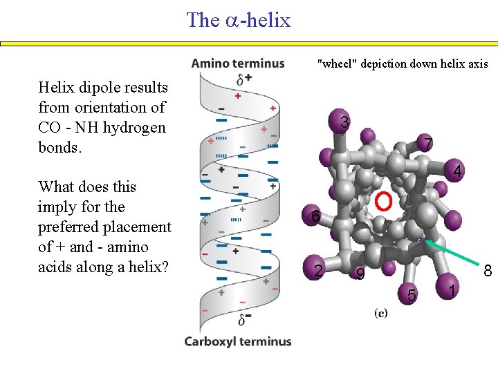 The -helix "wheel" depiction down helix axis Helix dipole results from orientation of CO