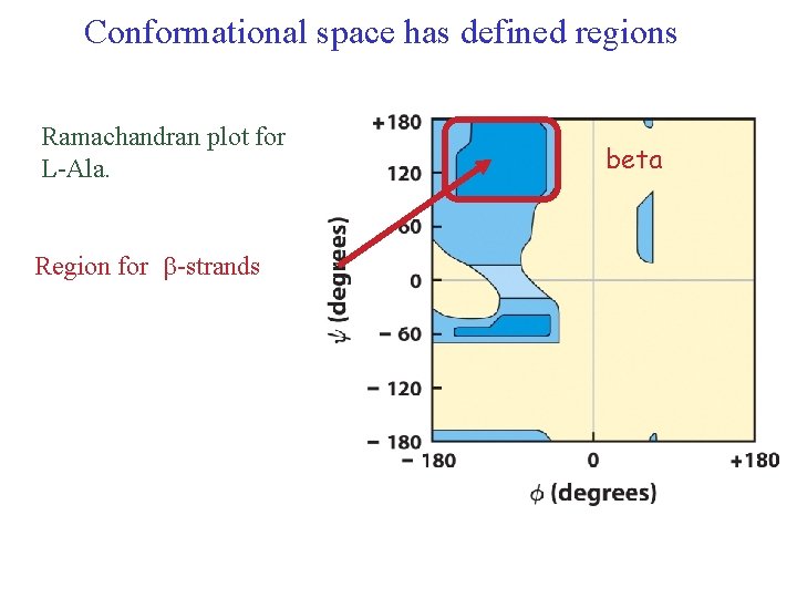 Conformational space has defined regions Ramachandran plot for L-Ala. Region for -strands beta 