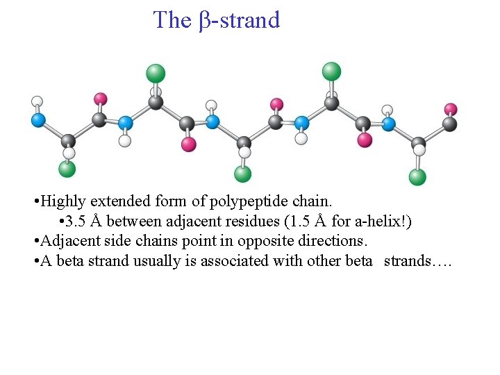 The -strand • Highly extended form of polypeptide chain. • 3. 5 Å between