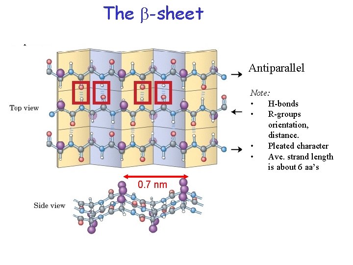The -sheet Antiparallel Note: • H-bonds • R-groups orientation, distance. • Pleated character •