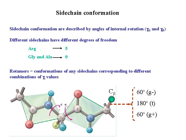 Sidechain conformation are described by angles of internal rotation ( 1 and 5) Different