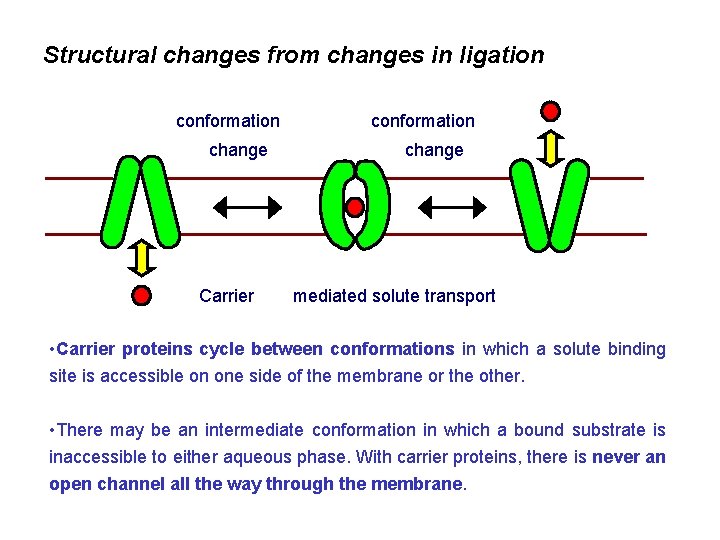 Structural changes from changes in ligation conformation change Carrier conformation change mediated solute transport