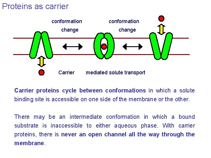 Proteins as carrier conformation change Carrier conformation change mediated solute transport Carrier proteins cycle