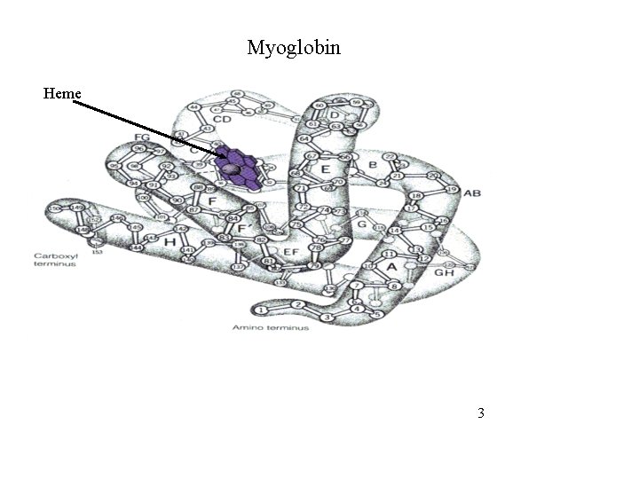 Myoglobin Heme 3 