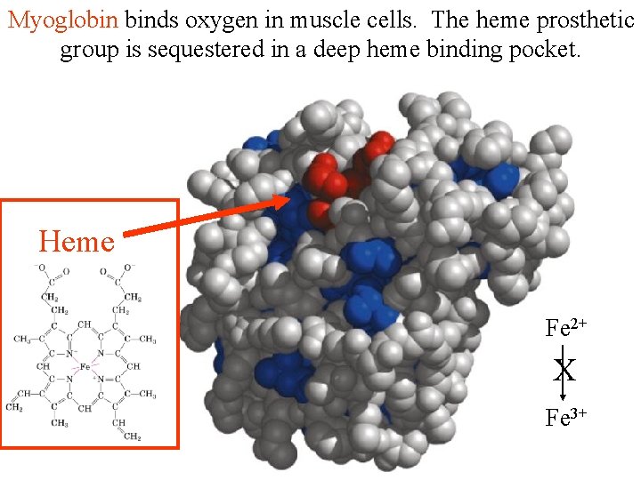 Myoglobin binds oxygen in muscle cells. The heme prosthetic group is sequestered in a