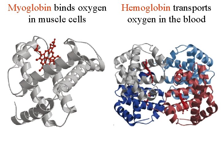 Myoglobin binds oxygen in muscle cells Hemoglobin transports oxygen in the blood 