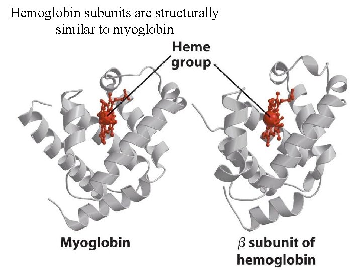 Hemoglobin subunits are structurally similar to myoglobin 