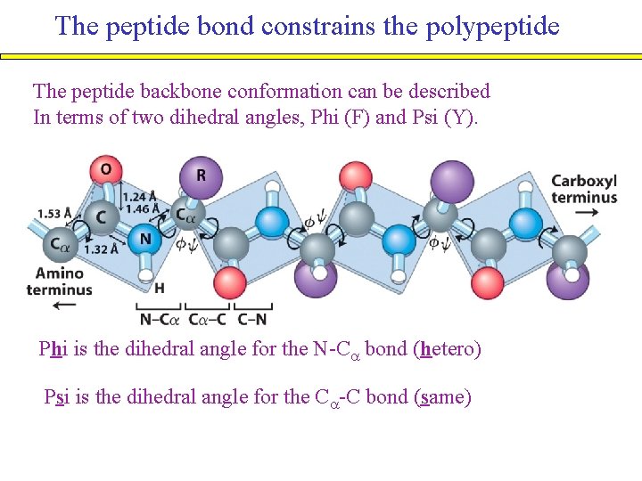 The peptide bond constrains the polypeptide The peptide backbone conformation can be described In