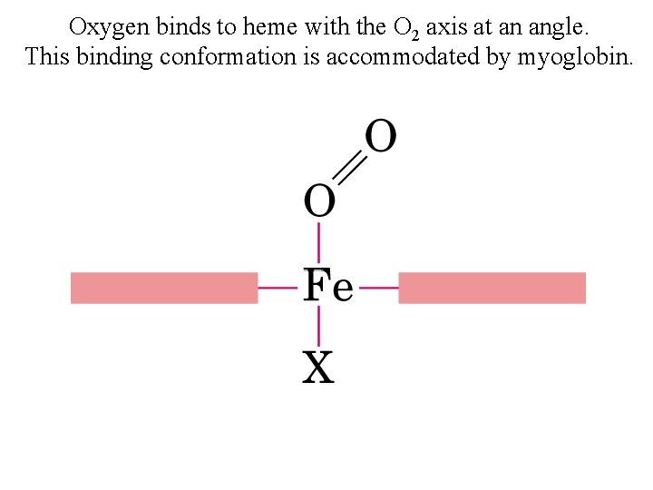 Oxygen binds to heme with the O 2 axis at an angle. This binding