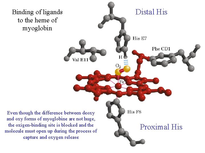 Binding of ligands to the heme of myoglobin Even though the difference between deoxy