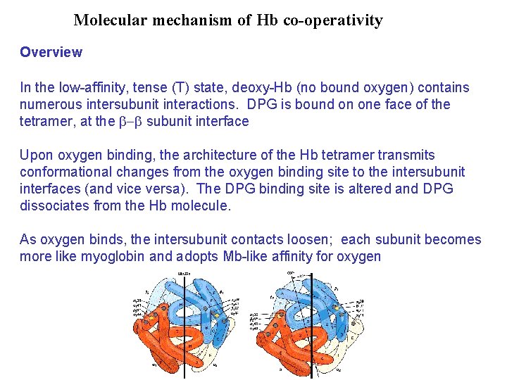 Molecular mechanism of Hb co-operativity Overview In the low-affinity, tense (T) state, deoxy-Hb (no