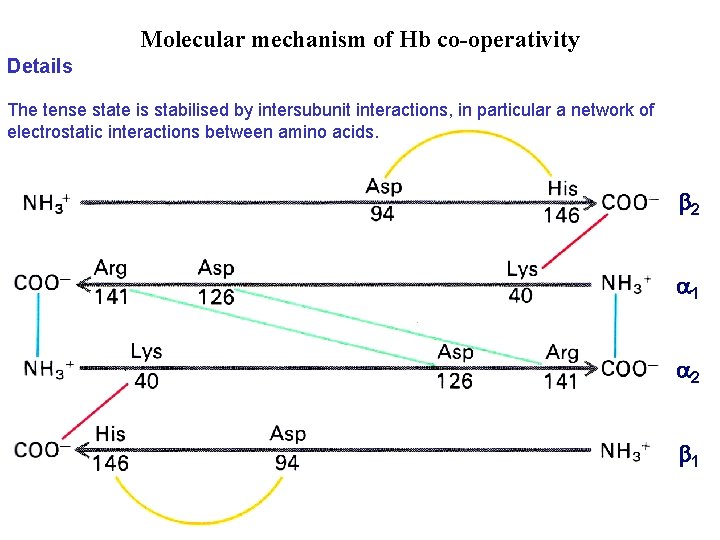 Molecular mechanism of Hb co-operativity Details The tense state is stabilised by intersubunit interactions,