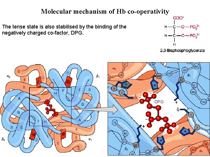 Molecular mechanism of Hb co-operativity The tense state is also stabilised by the binding