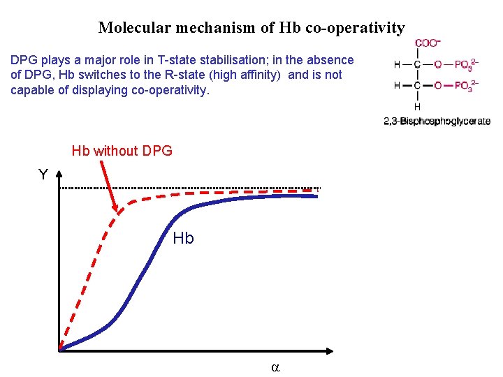 Molecular mechanism of Hb co-operativity DPG plays a major role in T-state stabilisation; in