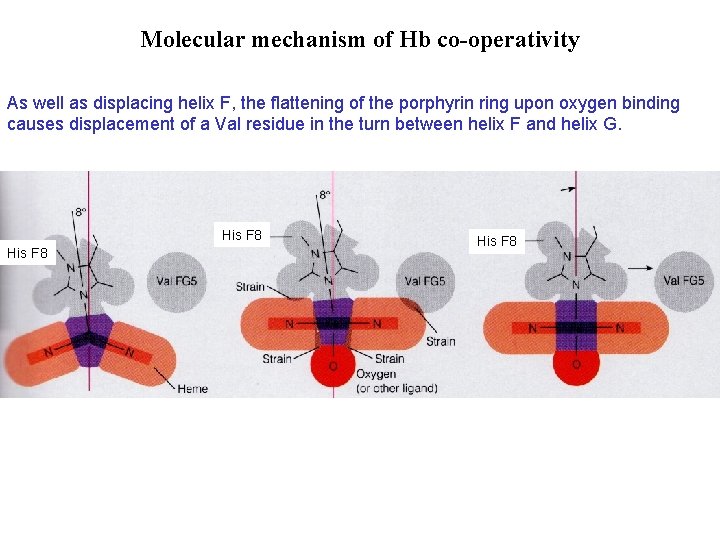 Molecular mechanism of Hb co-operativity As well as displacing helix F, the flattening of