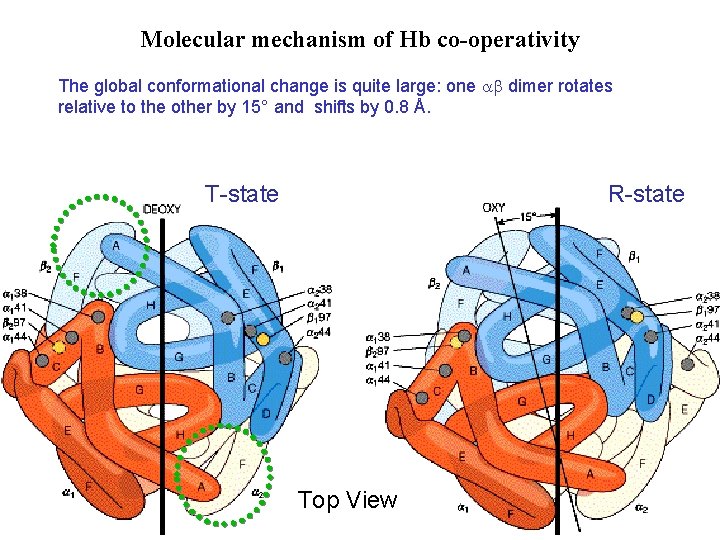 Molecular mechanism of Hb co-operativity The global conformational change is quite large: one dimer