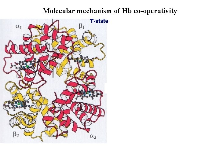Molecular mechanism of Hb co-operativity T-state 