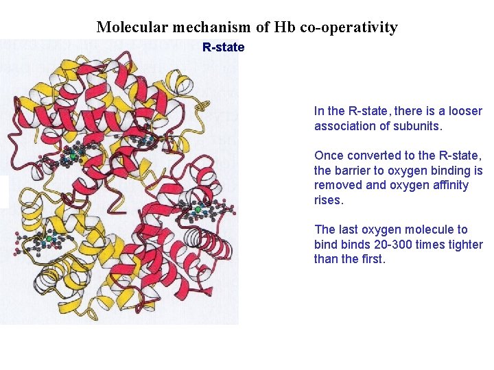 Molecular mechanism of Hb co-operativity R-state In the R-state, there is a looser association