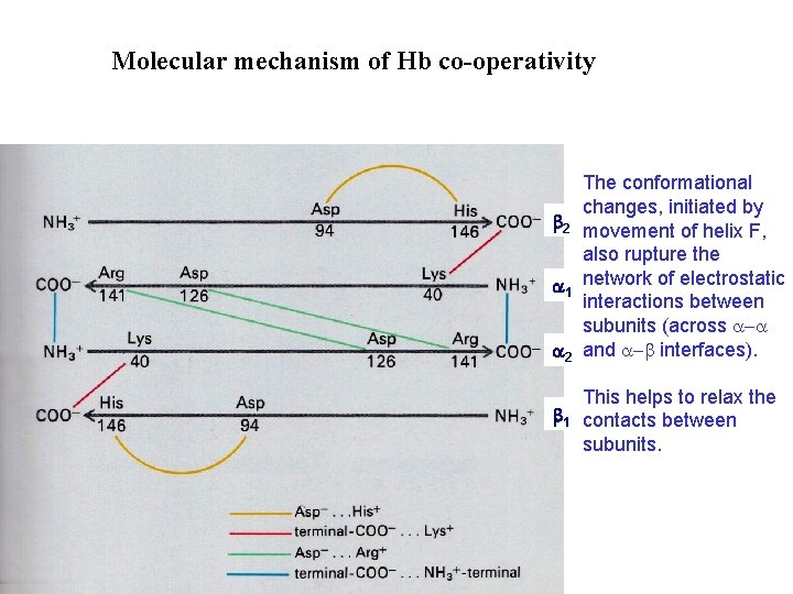 Molecular mechanism of Hb co-operativity The conformational changes, initiated by 2 movement of helix