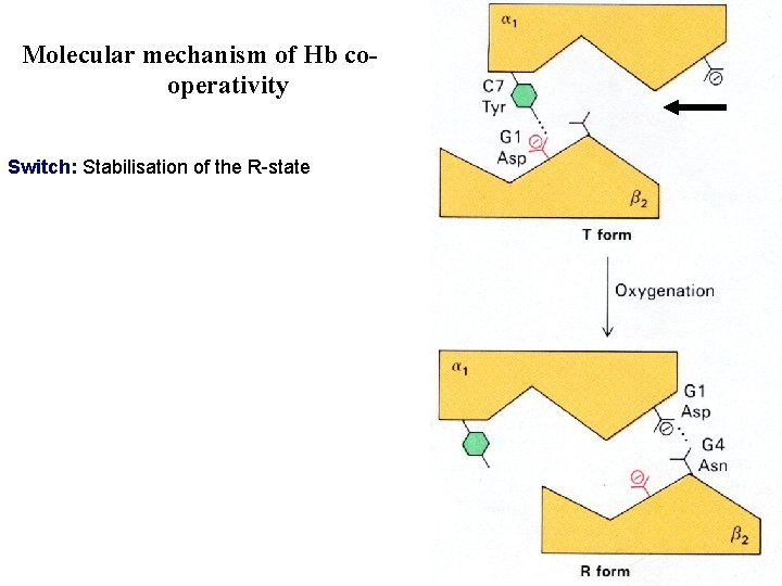 Molecular mechanism of Hb cooperativity Switch: Stabilisation of the R-state 