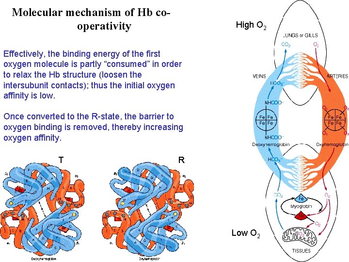 Molecular mechanism of Hb cooperativity High O 2 Effectively, the binding energy of the