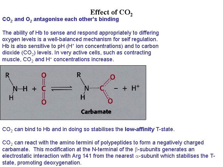 Effect of CO 2 and O 2 antagonise each other’s binding The ability of