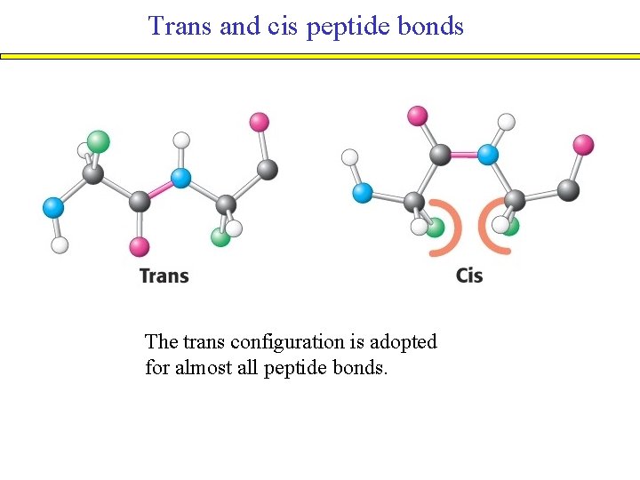 Trans and cis peptide bonds The trans configuration is adopted for almost all peptide