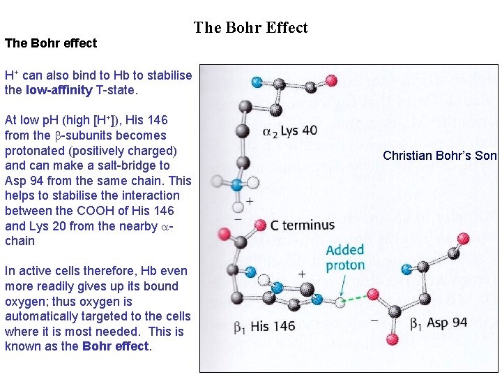 The Bohr effect The Bohr Effect H+ can also bind to Hb to stabilise