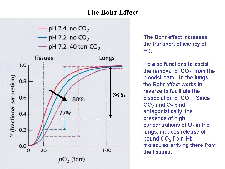 The Bohr Effect The Bohr effect increases the transport efficiency of Hb. 66% Hb