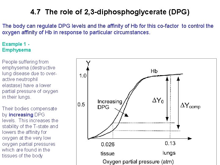 4. 7 The role of 2, 3 -diphosphoglycerate (DPG) The body can regulate DPG