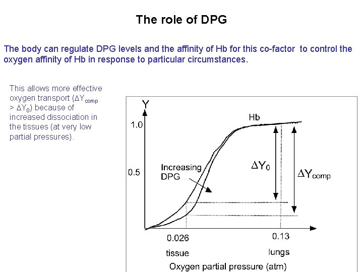 The role of DPG The body can regulate DPG levels and the affinity of
