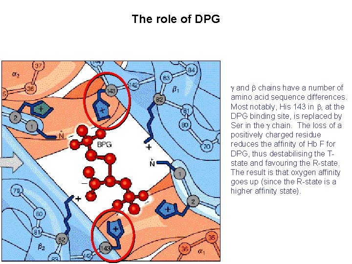 The role of DPG and chains have a number of amino acid sequence differences.