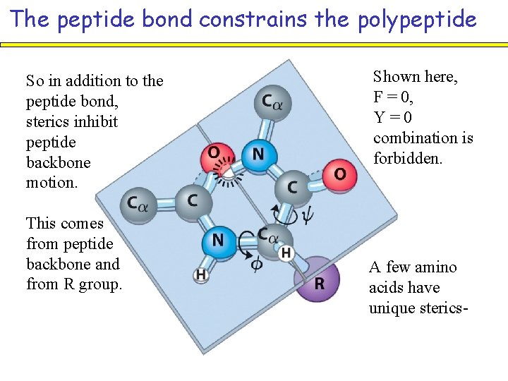 The peptide bond constrains the polypeptide So in addition to the peptide bond, sterics