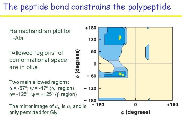 The peptide bond constrains the polypeptide Ramachandran plot for L-Ala. "Allowed regions" of conformational