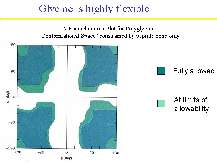 Glycine is highly flexible A Ramachandran Plot for Polyglycine “Conformational Space" constrained by peptide