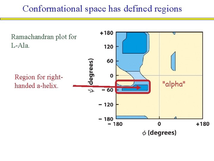 Conformational space has defined regions Ramachandran plot for L-Ala. Region for righthanded a-helix. "alpha"
