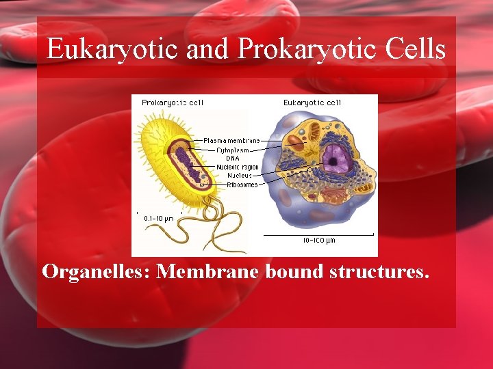 Eukaryotic and Prokaryotic Cells Organelles: Membrane bound structures. 