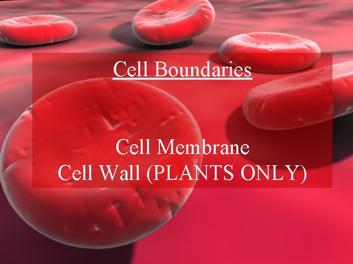 Cell Boundaries Cell Membrane Cell Wall (PLANTS ONLY) 