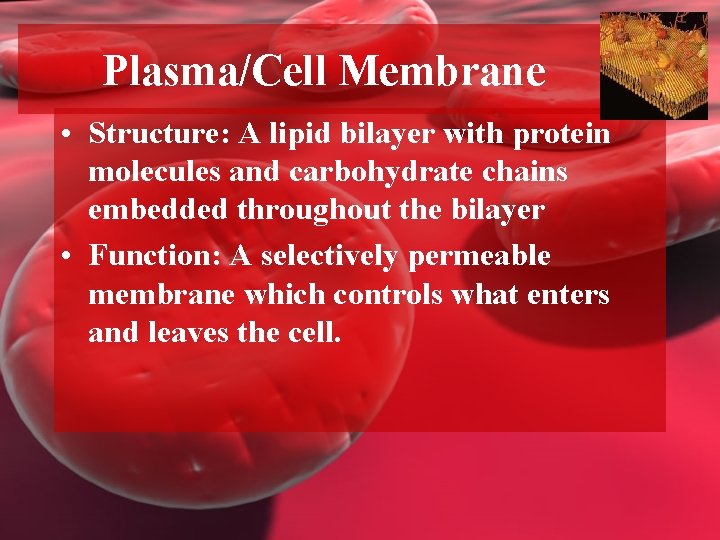 Plasma/Cell Membrane • Structure: A lipid bilayer with protein molecules and carbohydrate chains embedded