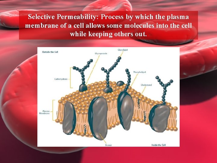 Selective Permeability: Process by which the plasma membrane of a cell allows some molecules