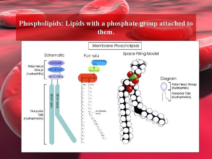 Phospholipids: Lipids with a phosphate group attached to them. 