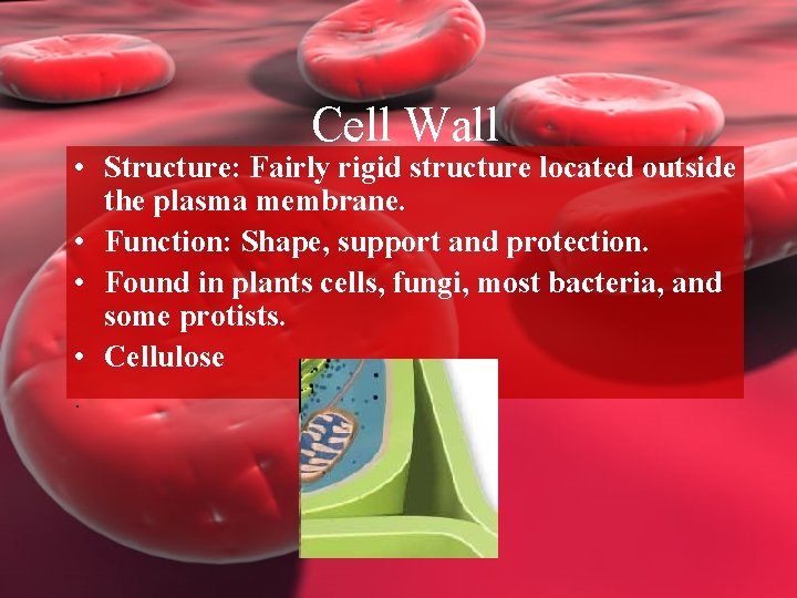 Cell Wall • Structure: Fairly rigid structure located outside the plasma membrane. • Function: