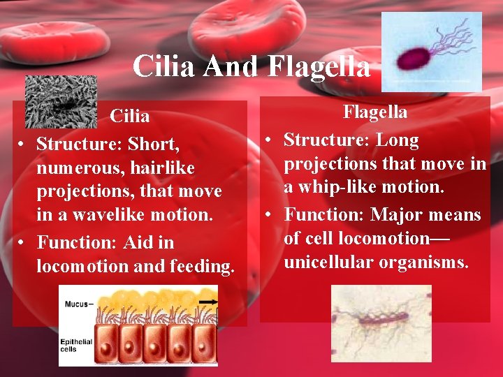 Cilia And Flagella Cilia • Structure: Short, numerous, hairlike projections, that move in a